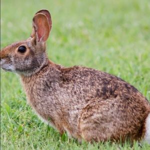 Meet your Posher, Ava